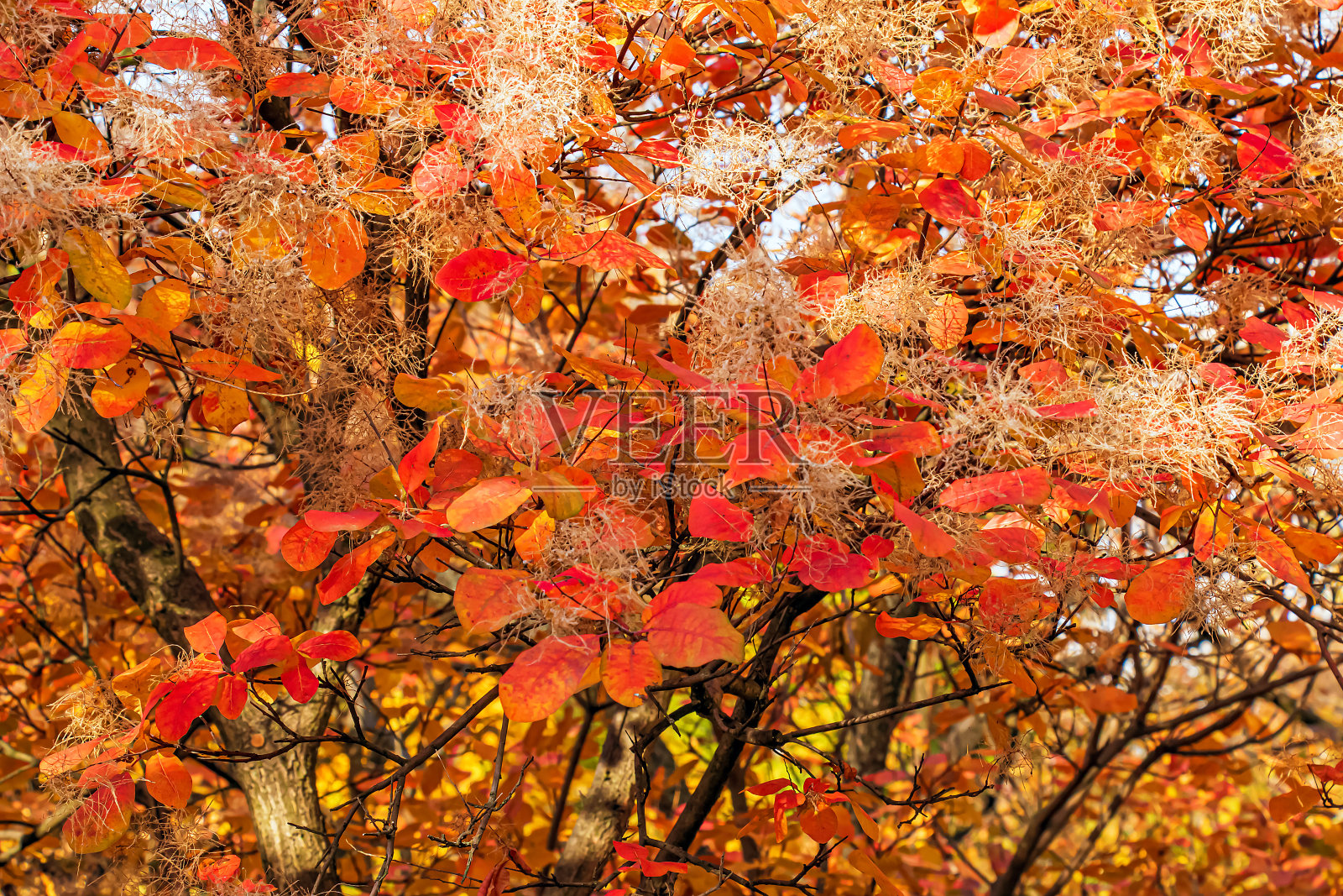 Cotinus coggygria, rhus Cotinus，烟树，烟树，烟灌木，或染料漆树是一种开花植物。自然绿色和粉红色的花朵背景照片摄影图片
