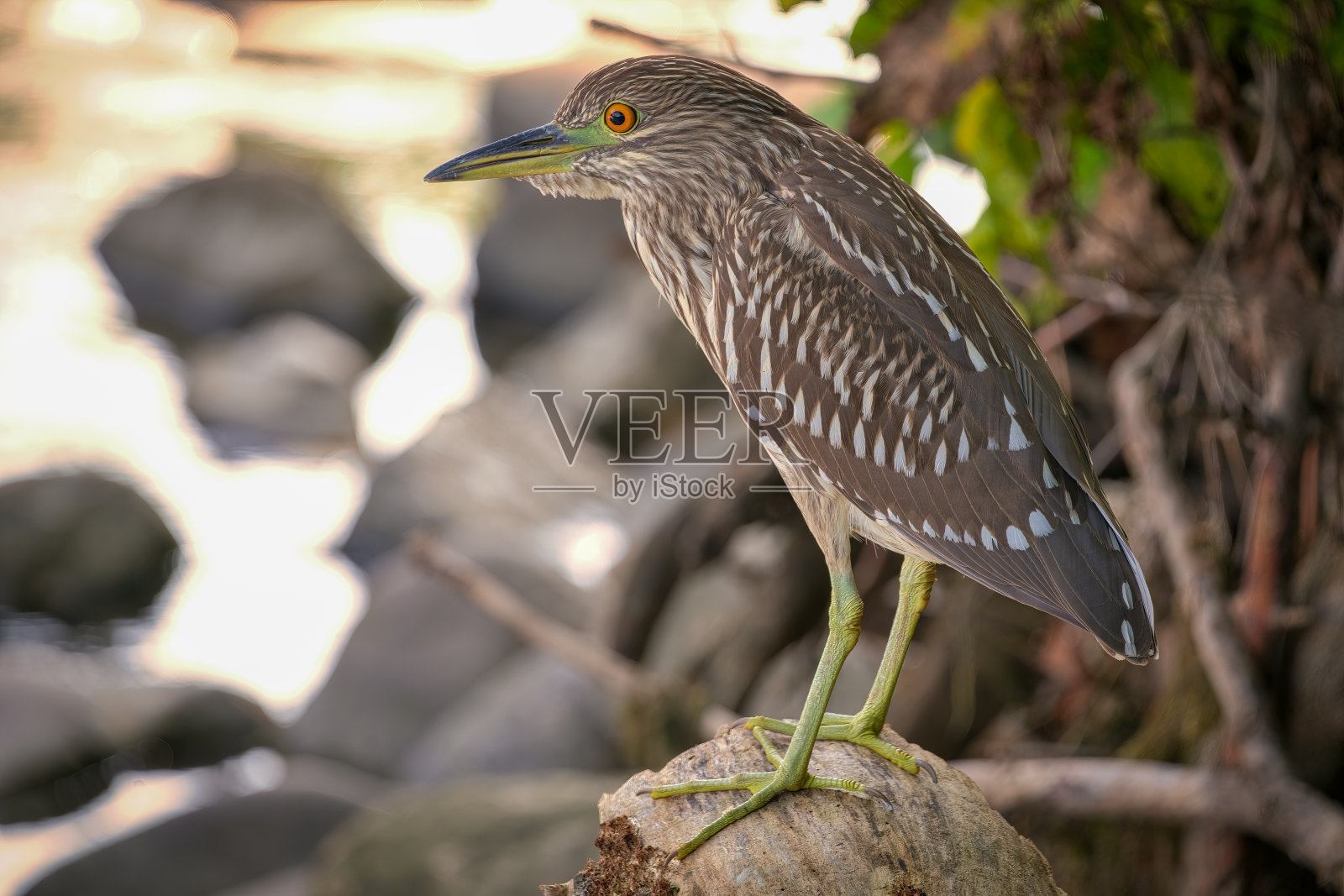 小黑冠夜鹭栖息在倒下的树枝上的特写照片摄影图片