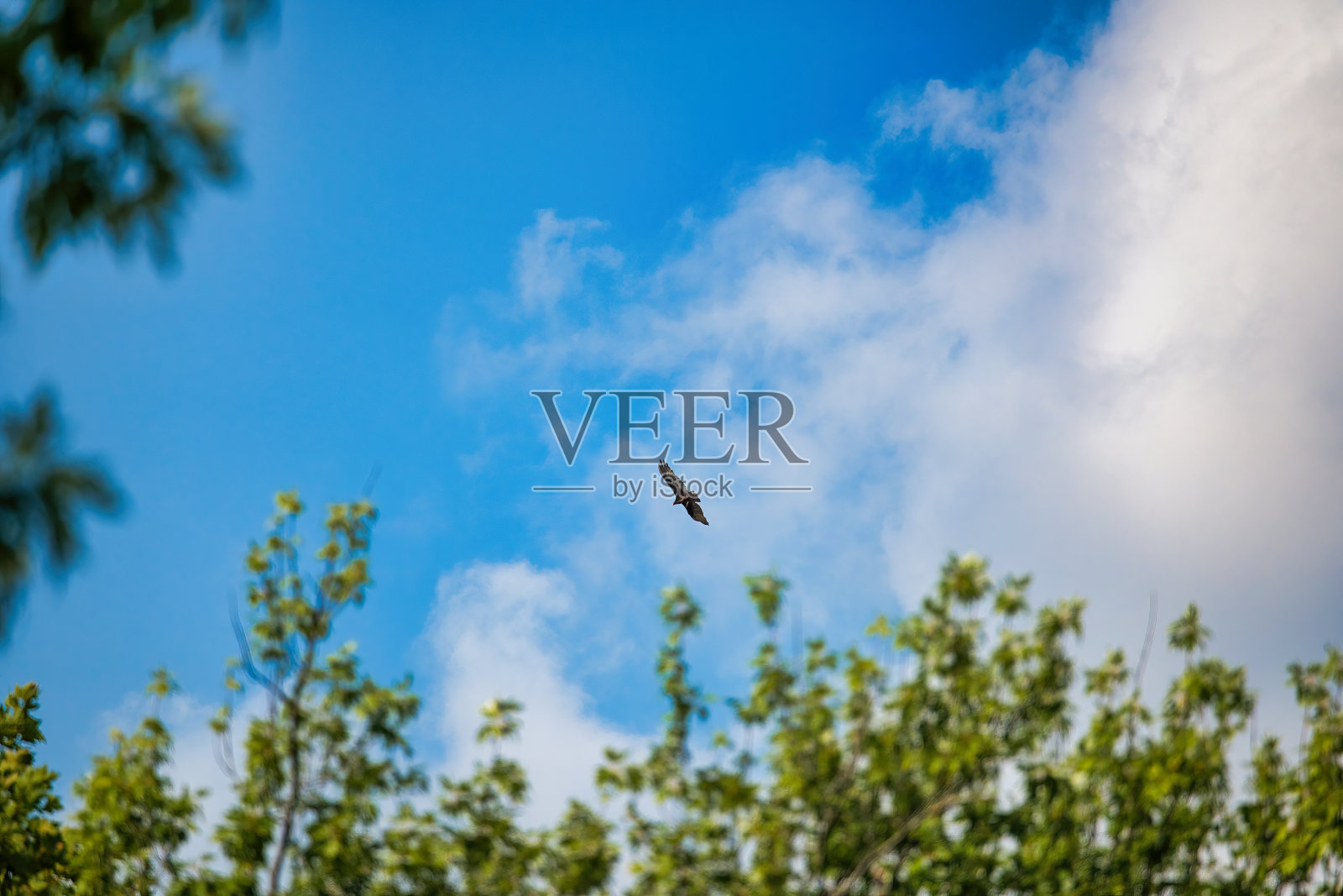 土耳其秃鹫鸟在树线上方的天空翱翔照片摄影图片