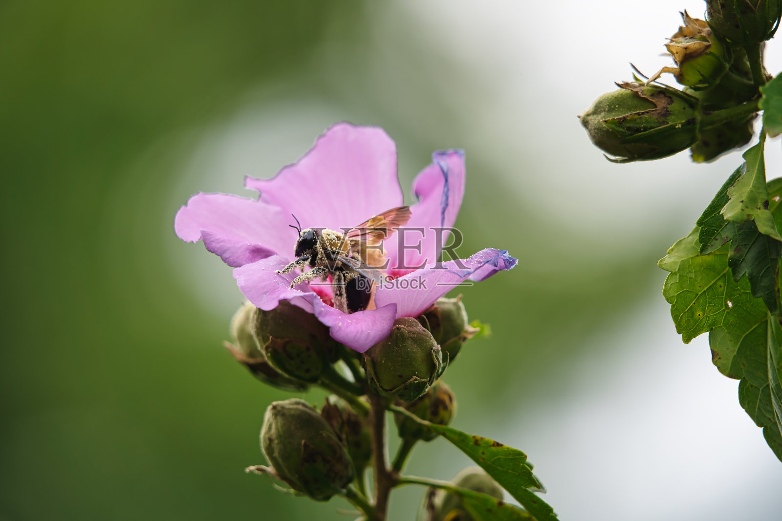 木槿花中被花粉覆盖的蜜蜂照片摄影图片