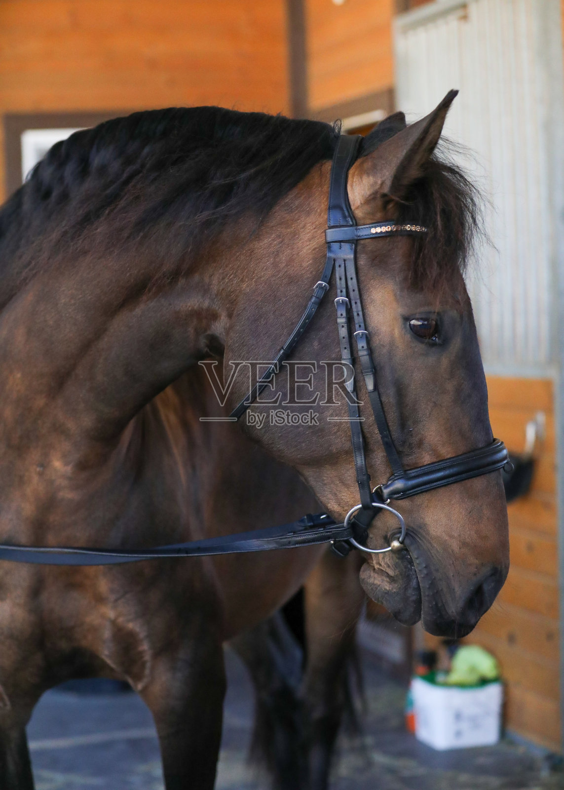华丽的四分之一的马看着相机与花哨的缰绳看向一边。照片摄影图片