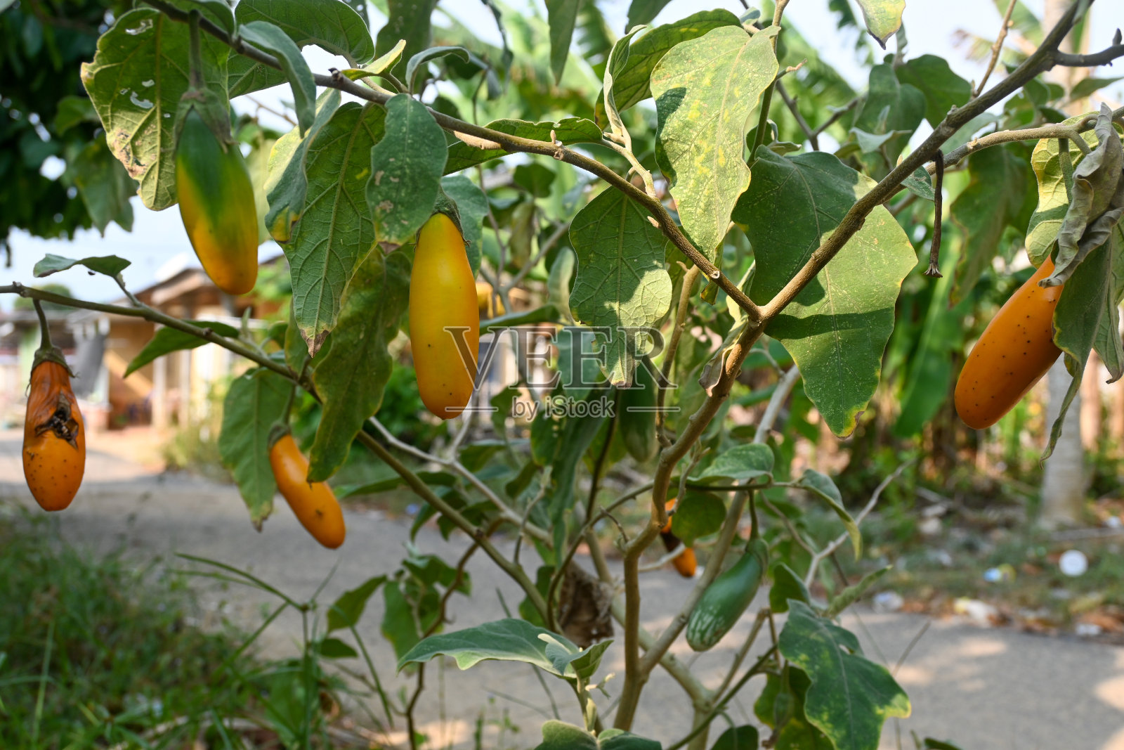 田地里的黄色茄子照片摄影图片