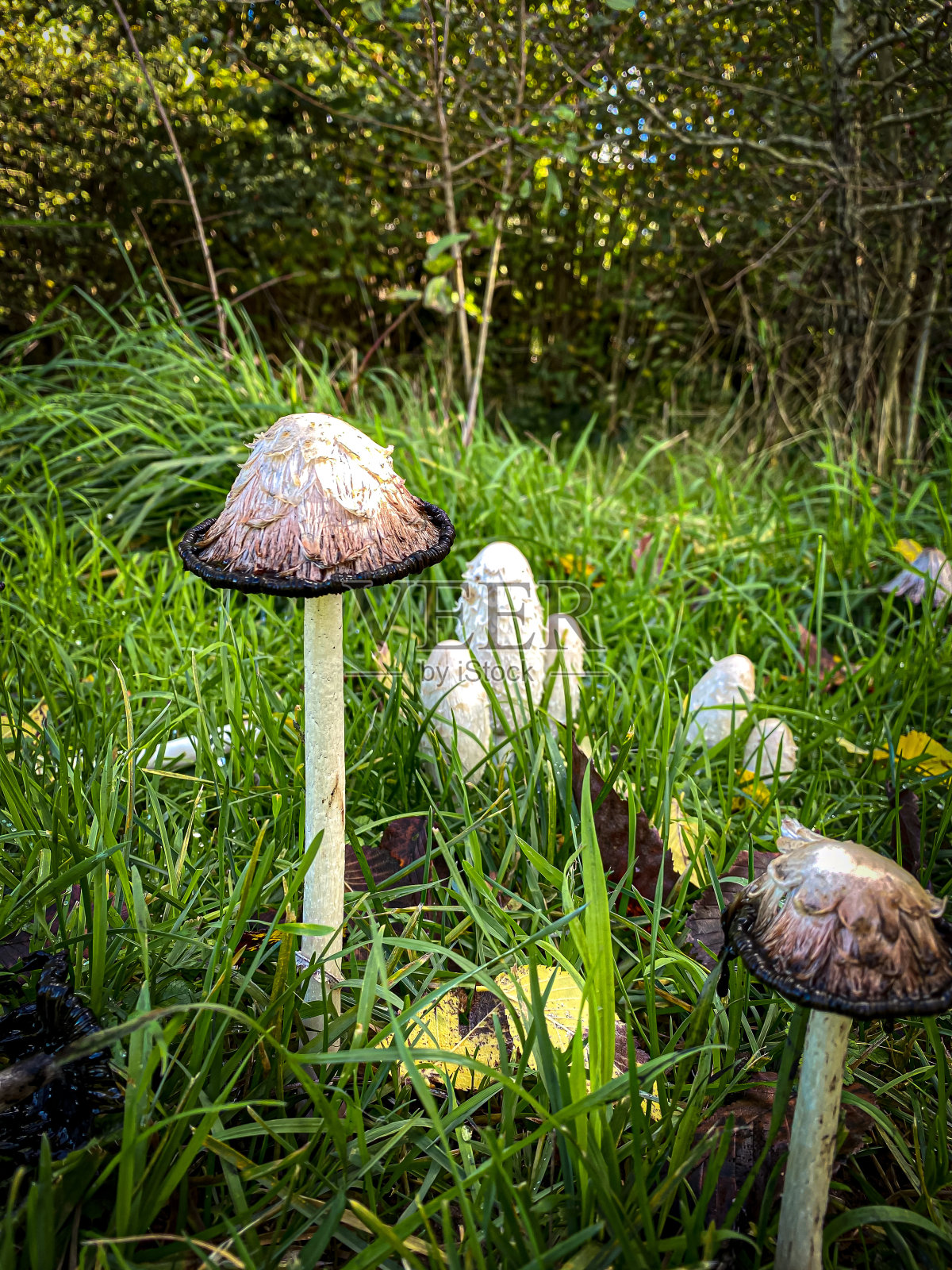 生长在森林草地上的蘑菇照片摄影图片