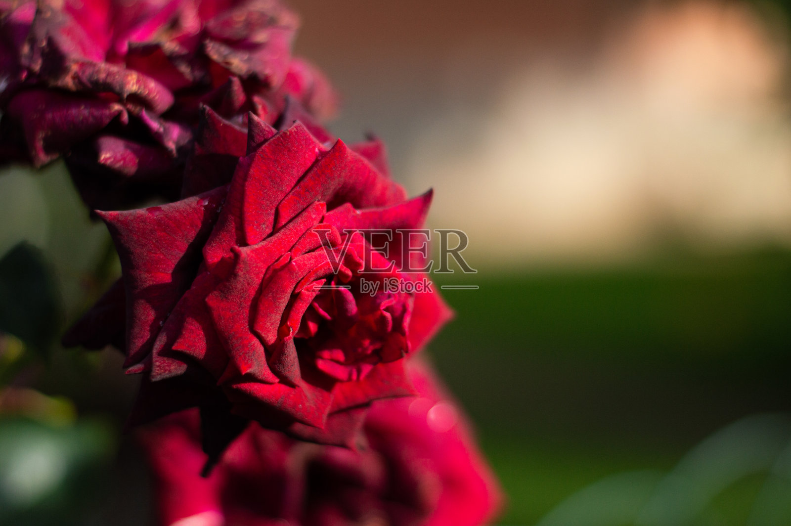 红玫瑰枯萎照片摄影图片