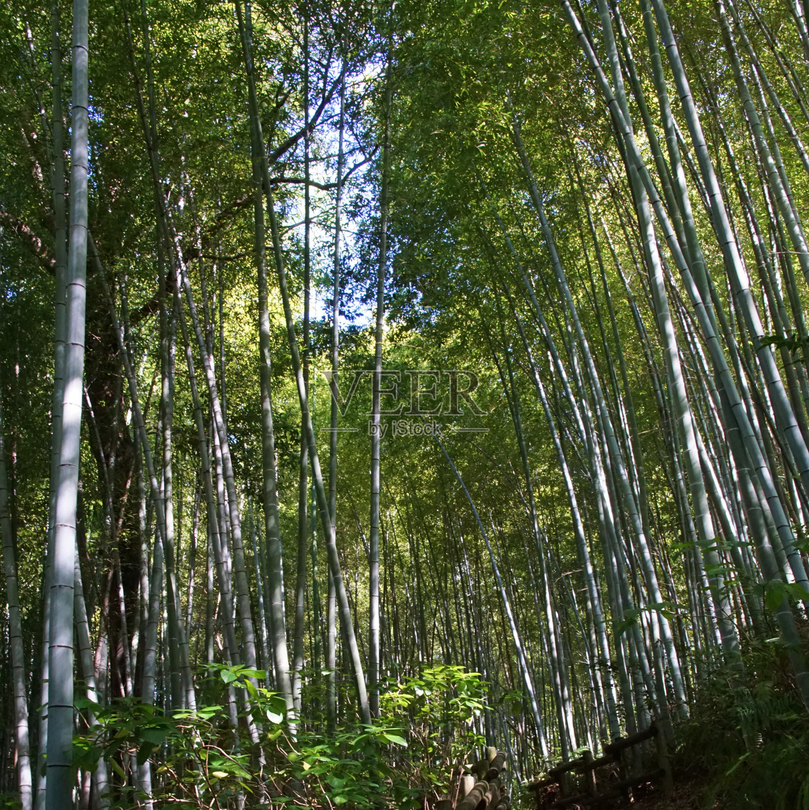 日本竹林照片摄影图片