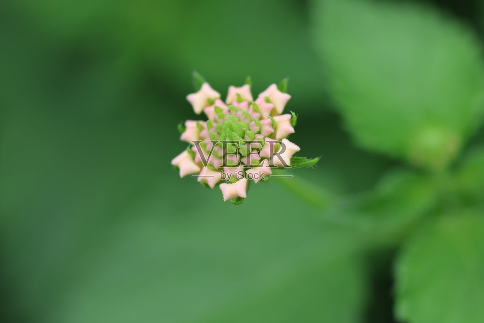 粉红色灯笼花的花蕾非常近距离照片摄影图片