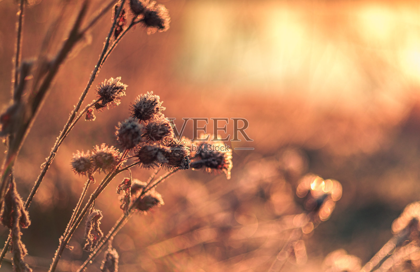 Frosen自然照片摄影图片