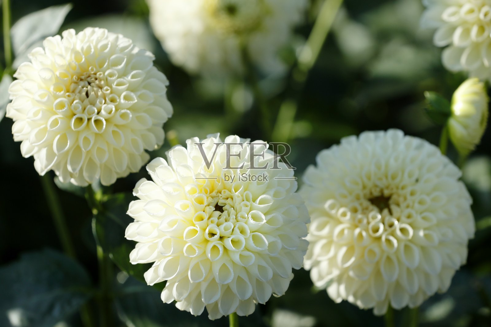 大丽在奈良照片摄影图片