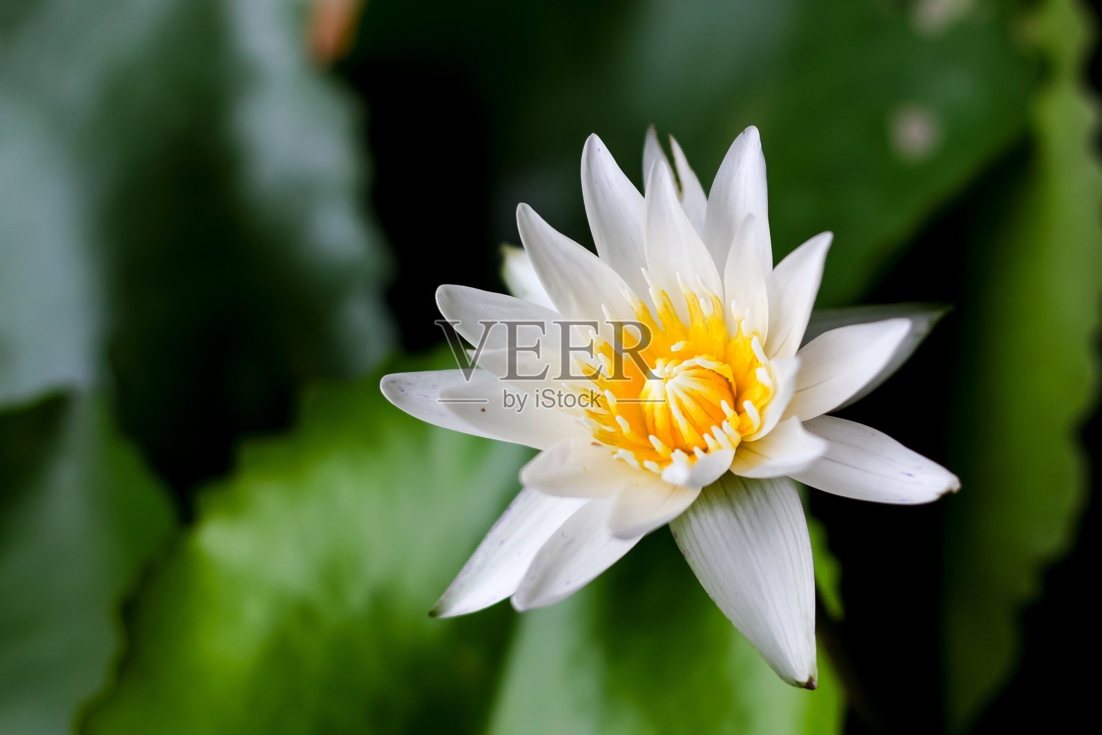 白色的莲花在早晨盛开。照片摄影图片