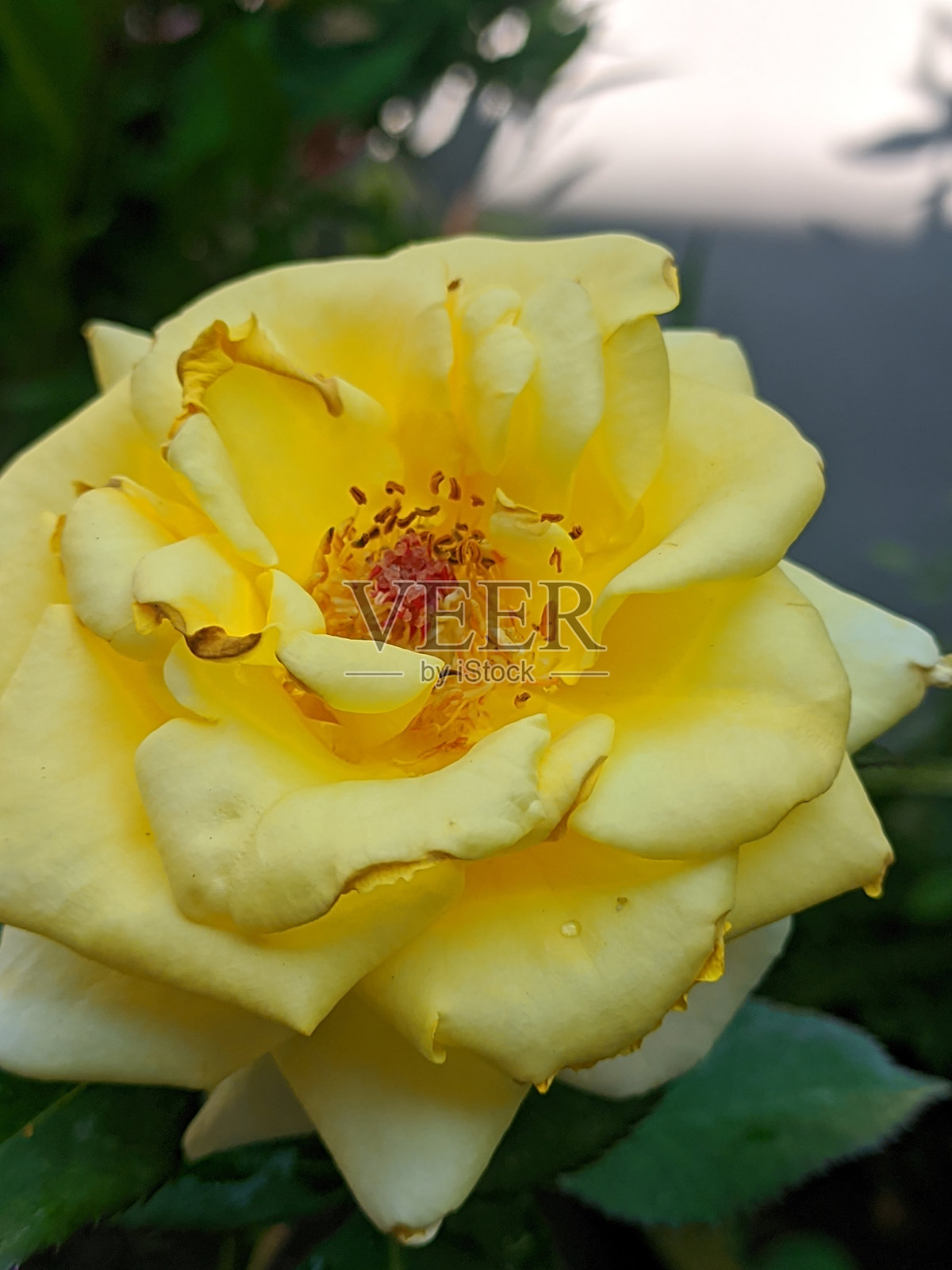 美女一号照片摄影图片