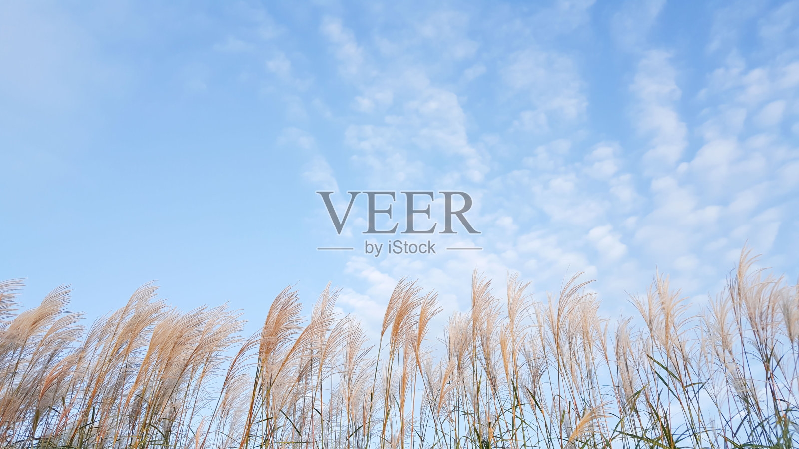 日本银草照片摄影图片