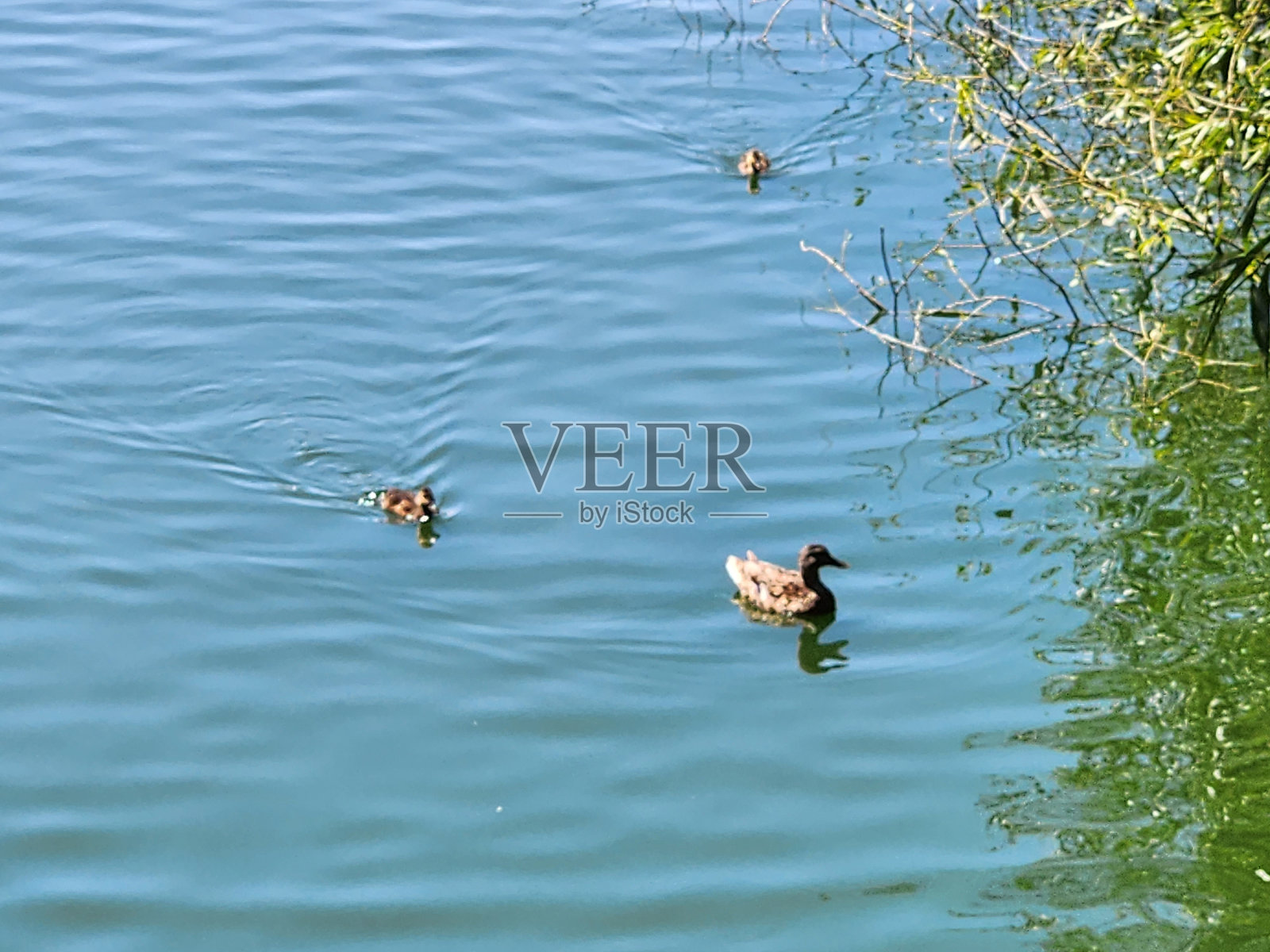 金门公园位于加利福尼亚州旧金山市中心，包括植物园和加州科学院照片摄影图片