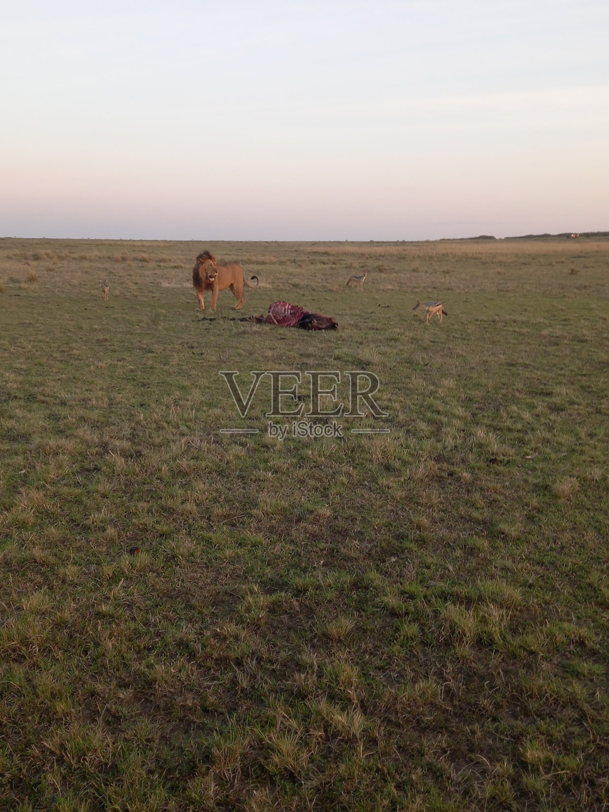 雄狮照片摄影图片