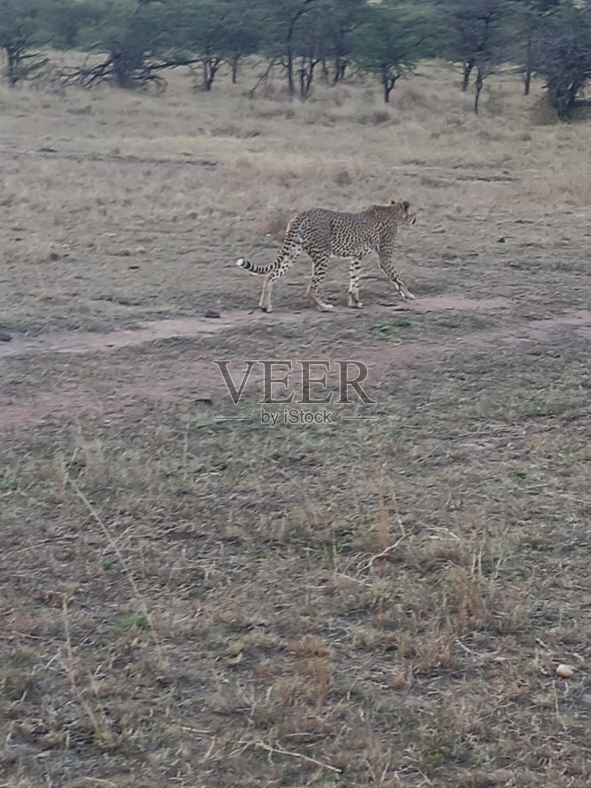 雌性猎豹照片摄影图片