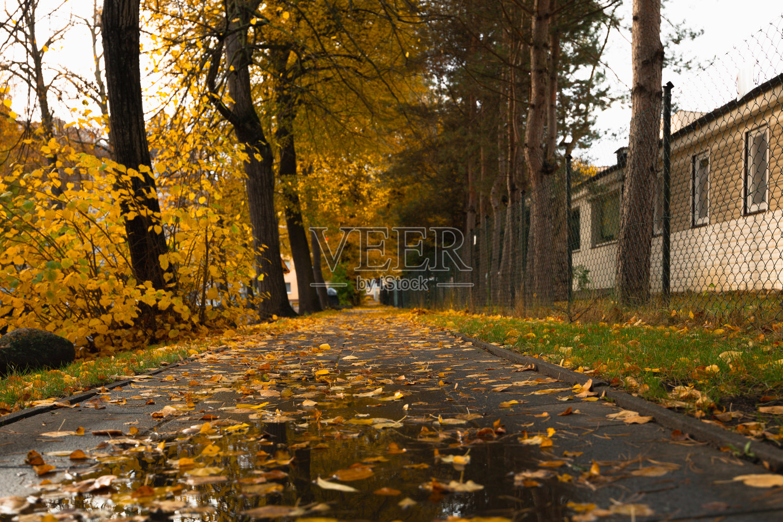 秋天街道上的黄叶。波兰，波兹南，索拉兹照片摄影图片