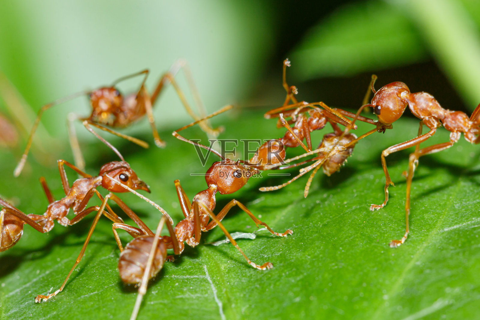 红蚂蚁小队已经在路上了。帮助朋友照片摄影图片