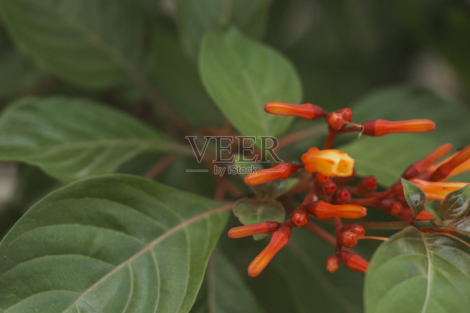 红橙色的小可爱棍棒状芳香花叶叶片形成绿叶照片摄影图片