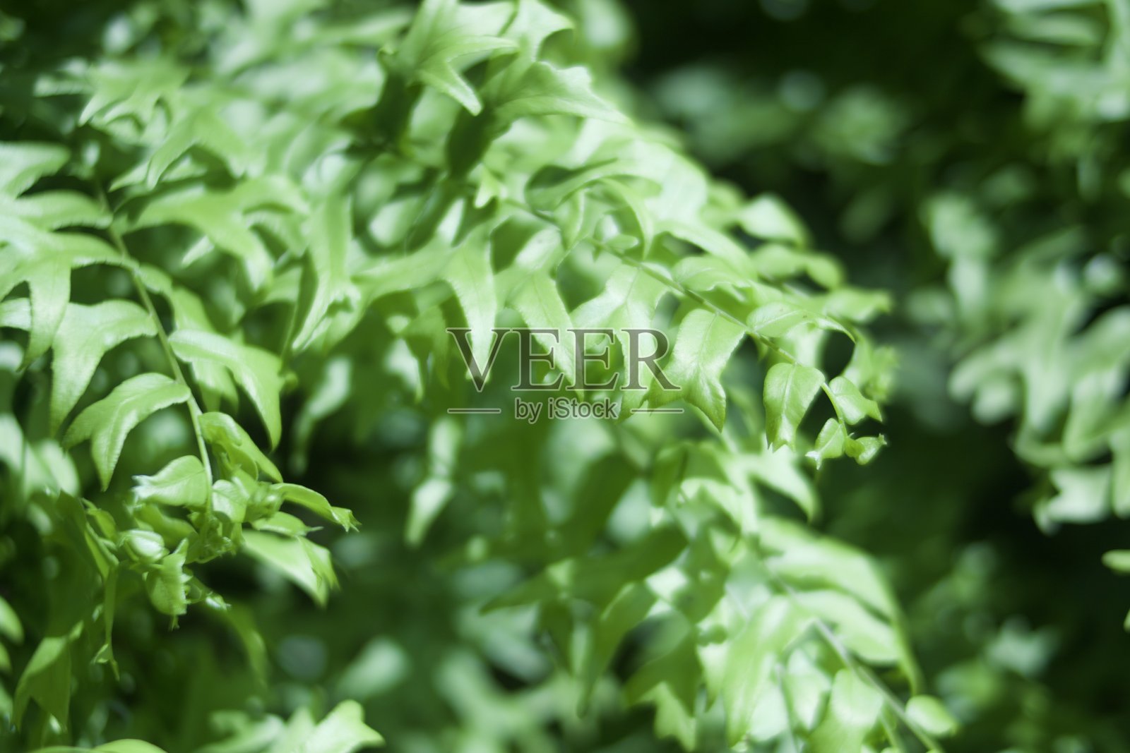 绿色的树叶照片摄影图片