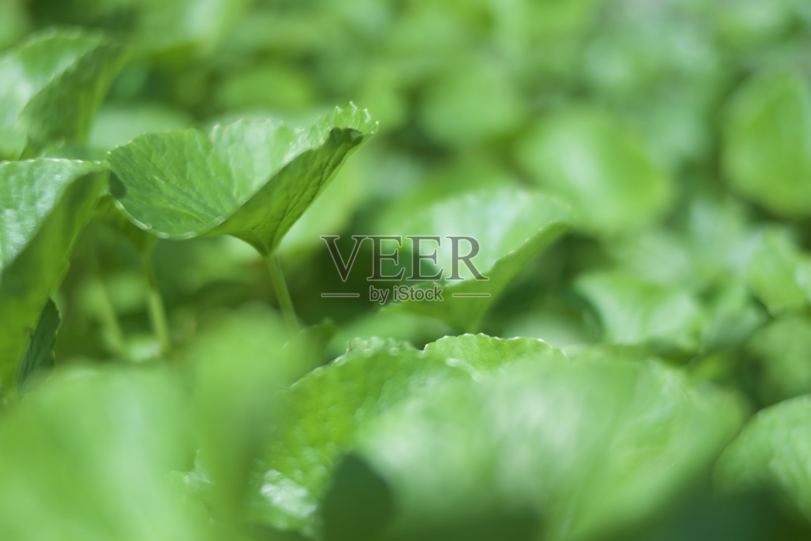 绿色的树叶照片摄影图片