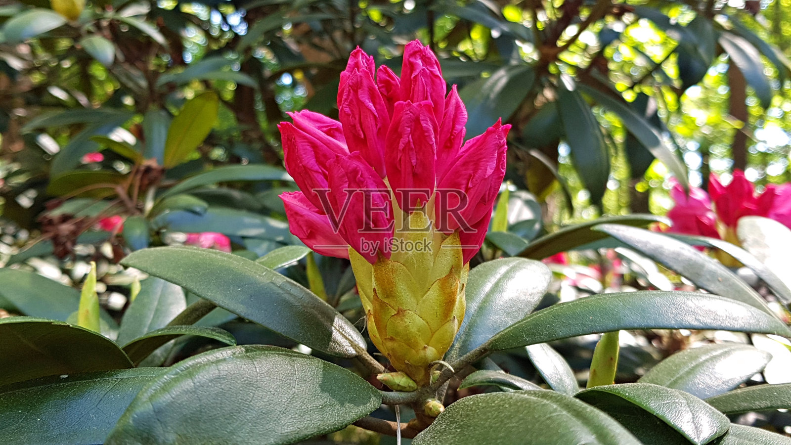 杜鹃花上的嫩芽准备在春天长成美丽的花朵照片摄影图片