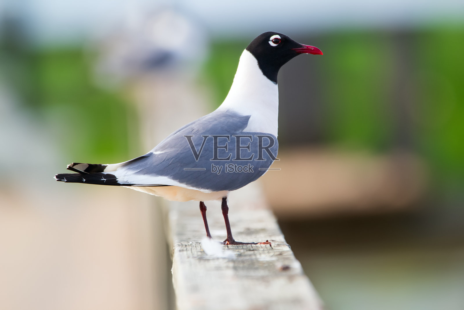 一只笑鸥栖息在水边的木篱笆上。照片摄影图片