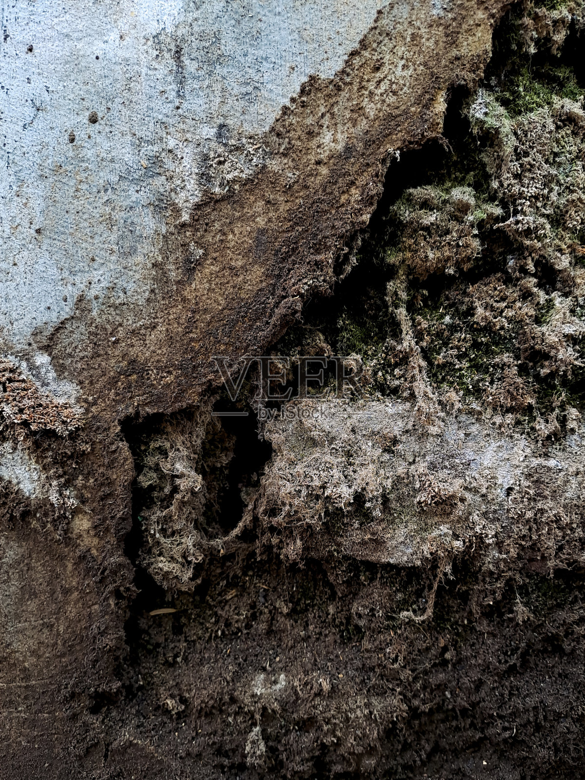 裂缝的墙壁上常常覆盖着绿色的苔藓。这是因为苔藓能够在裂缝中经常发现的潮湿条件下茁壮成长照片摄影图片