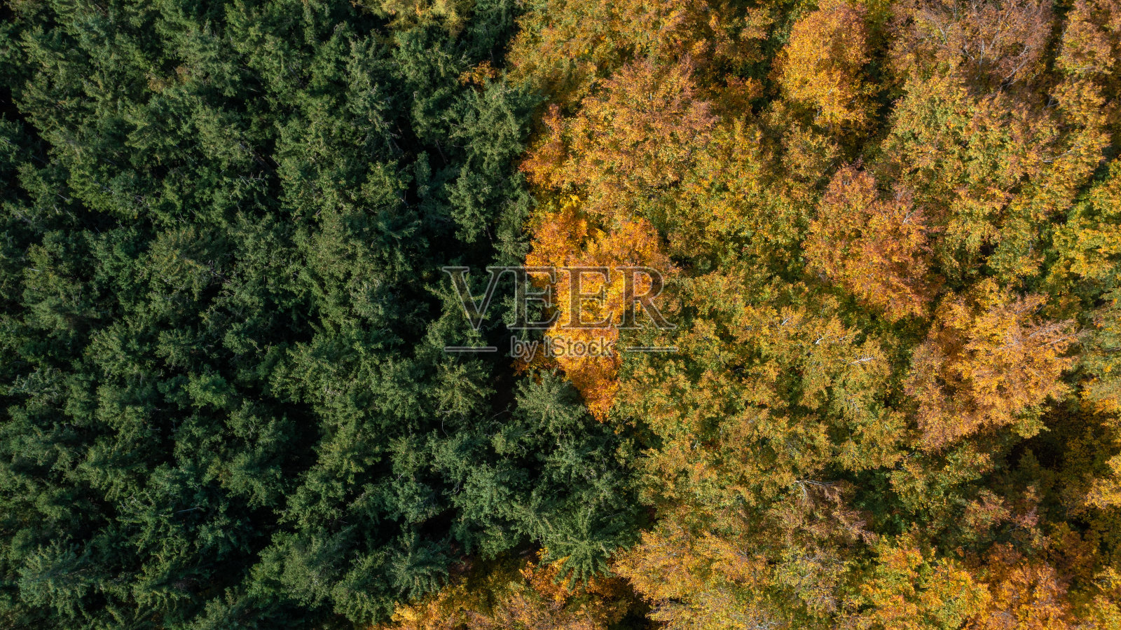 彩色vs绿色照片摄影图片