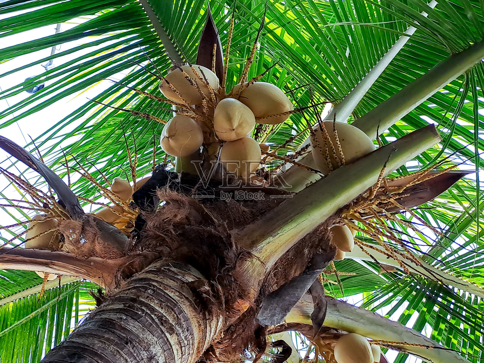 黄色的椰子树是一道美丽的风景。叶子是深绿色的，椰子是亮黄色的。这种树原产于菲律宾，生长在热带森林中照片摄影图片