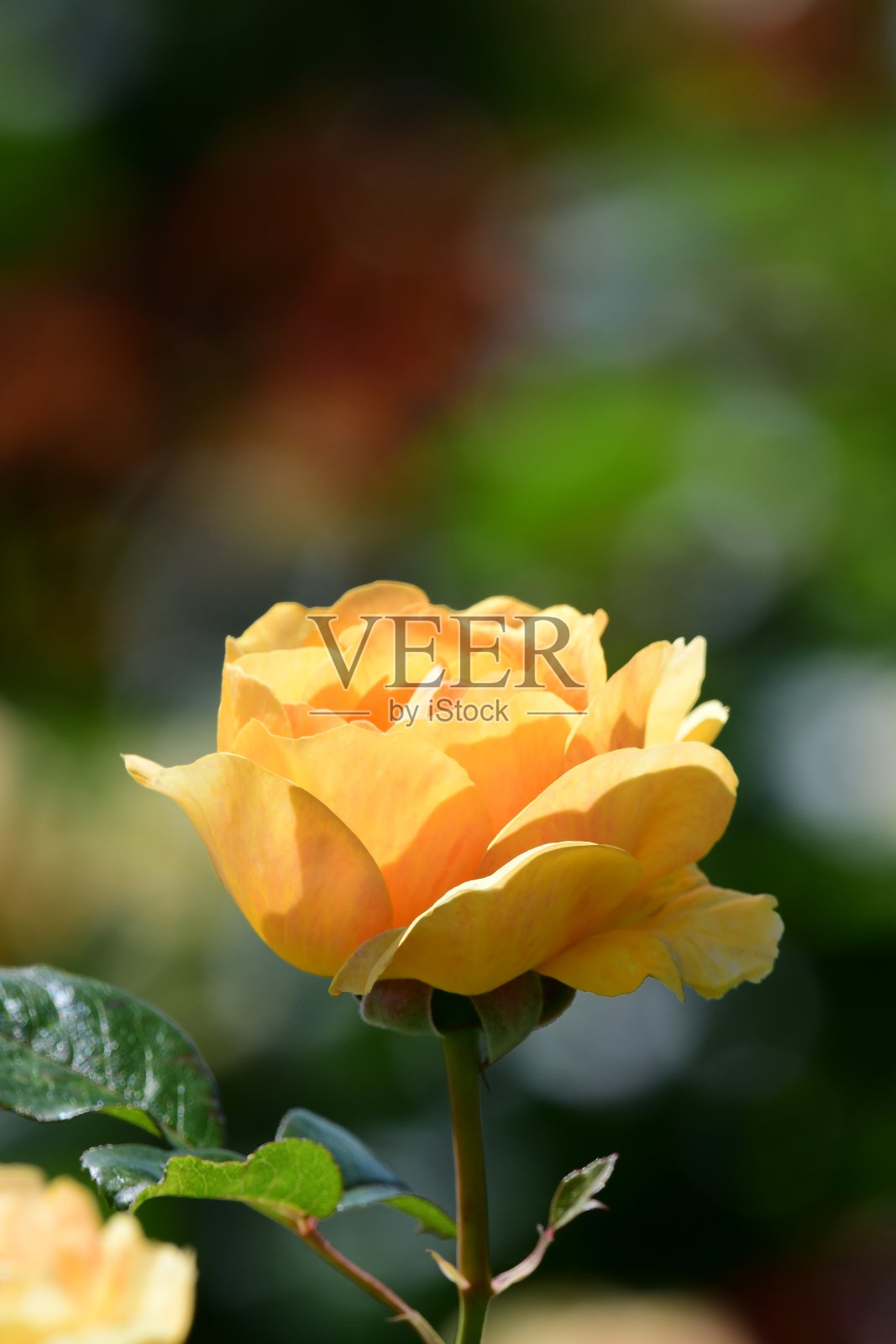 玫瑰花蕾照片摄影图片