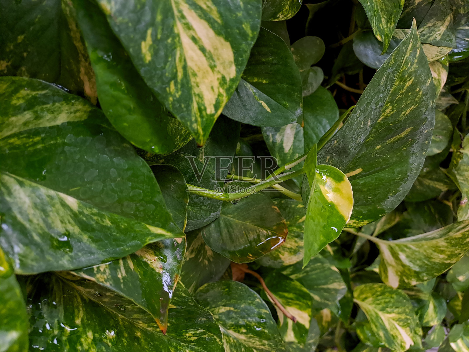 槟榔叶和金毛等观赏植物的背景十分丰富多彩。槟榔的叶子是红色的，而金莲的叶子是绿色的照片摄影图片