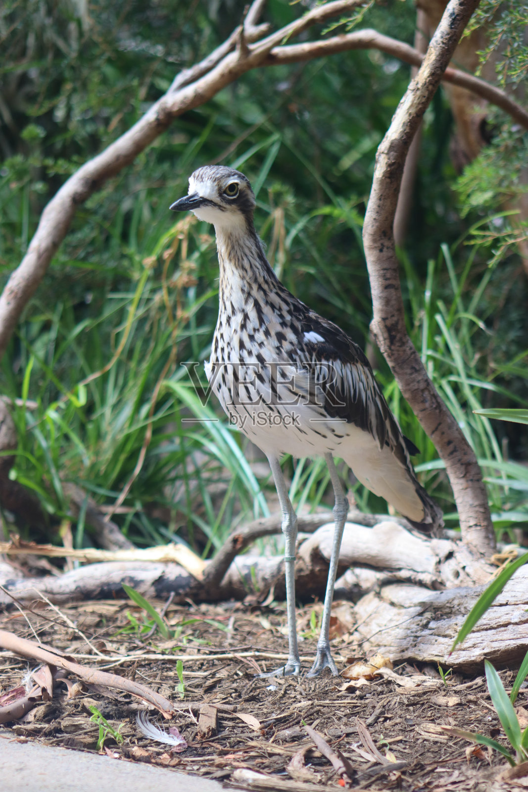 布什大石鸻照片摄影图片
