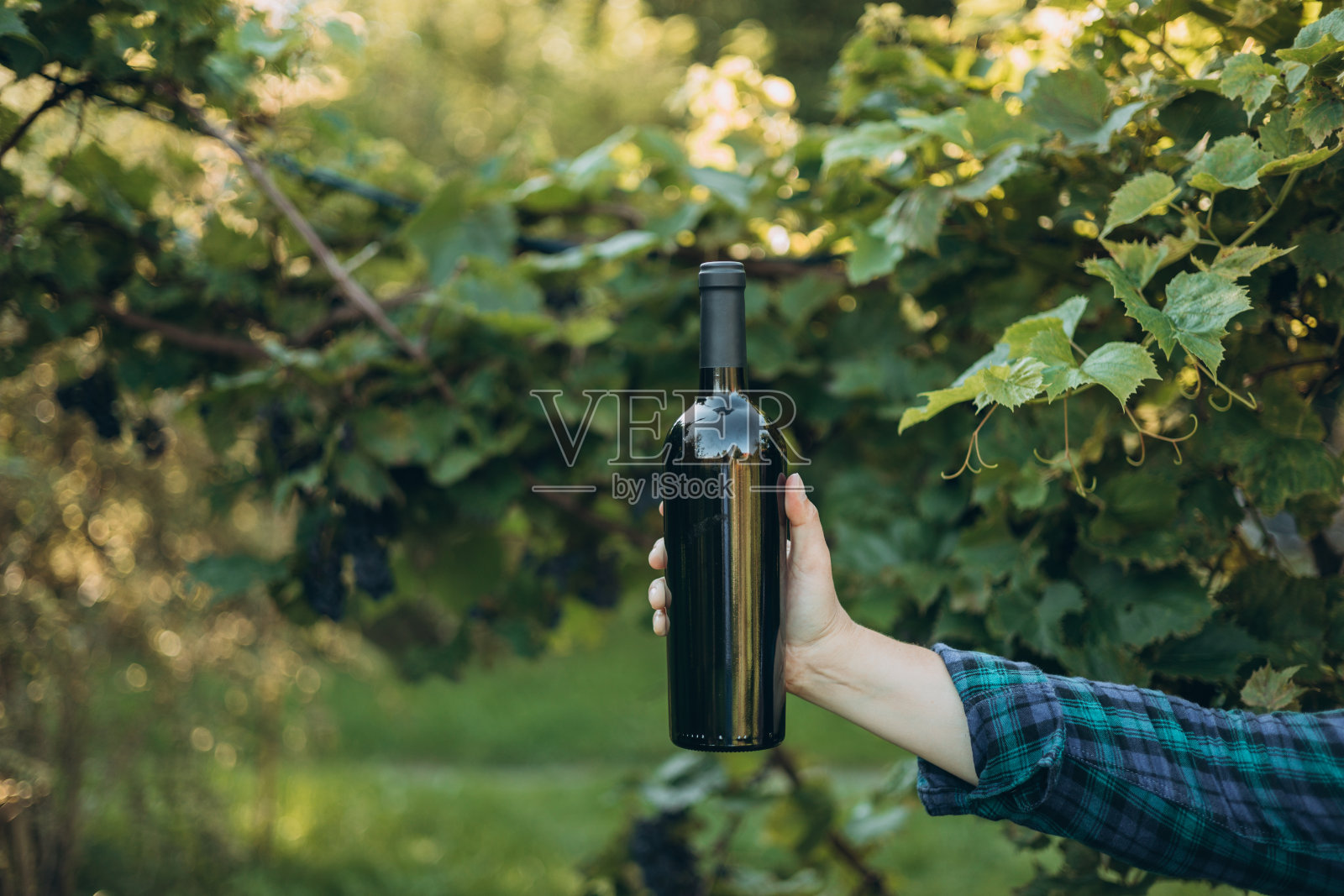 一个女人手里拿着一瓶红酒，背景是一个收获了成熟多汁的葡萄园。文本的自由空间。高质量的照片。黑葡萄酒模型瓶照片摄影图片
