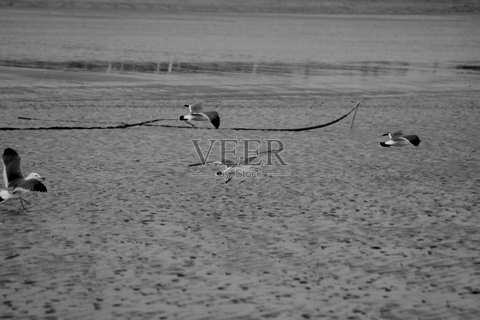 海鸥飞过泥滩照片摄影图片