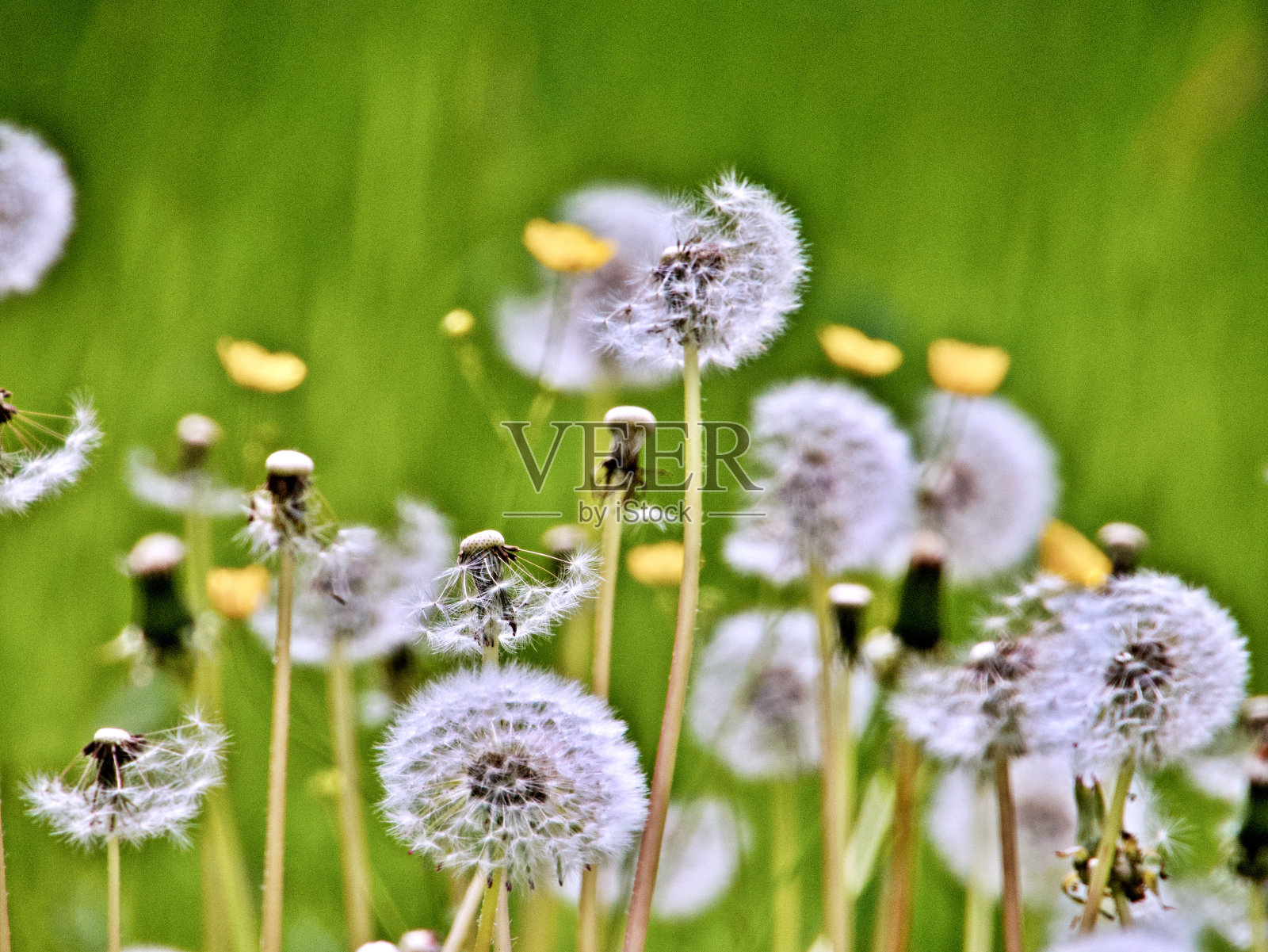 盛开的蒲公英照片摄影图片