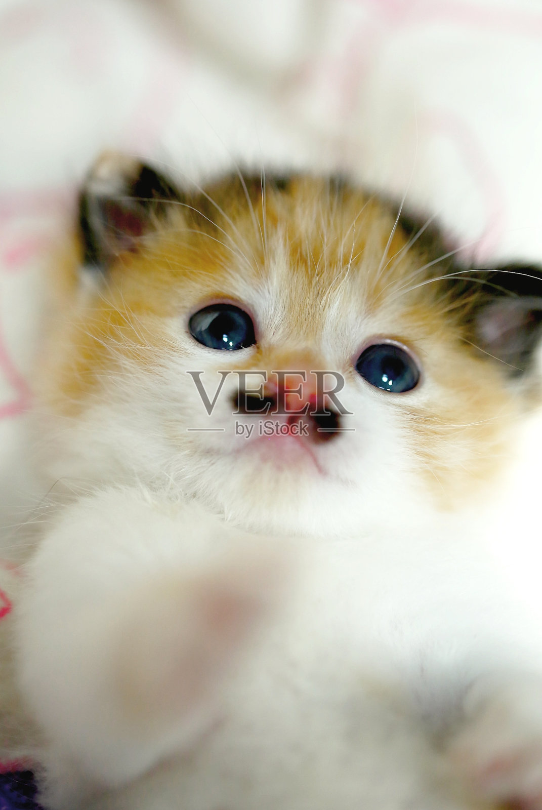 我叫查理·卓别林照片摄影图片