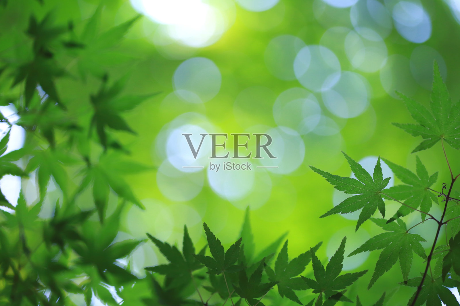 夏天的绿光照片摄影图片