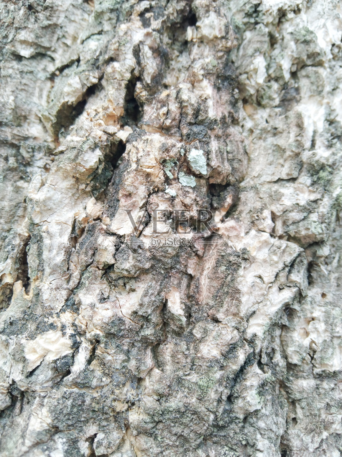 树皮质地照片摄影图片