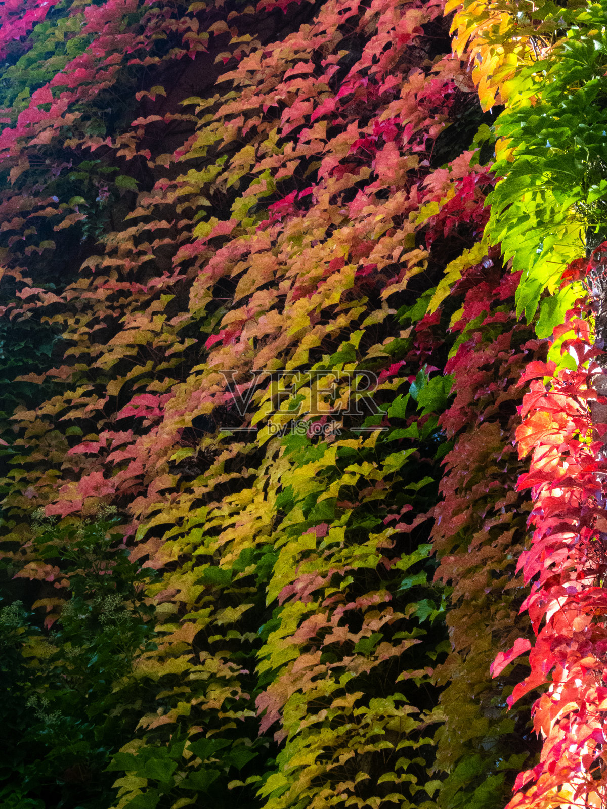 秋叶，绿、红、黄的渐变色彩照片摄影图片