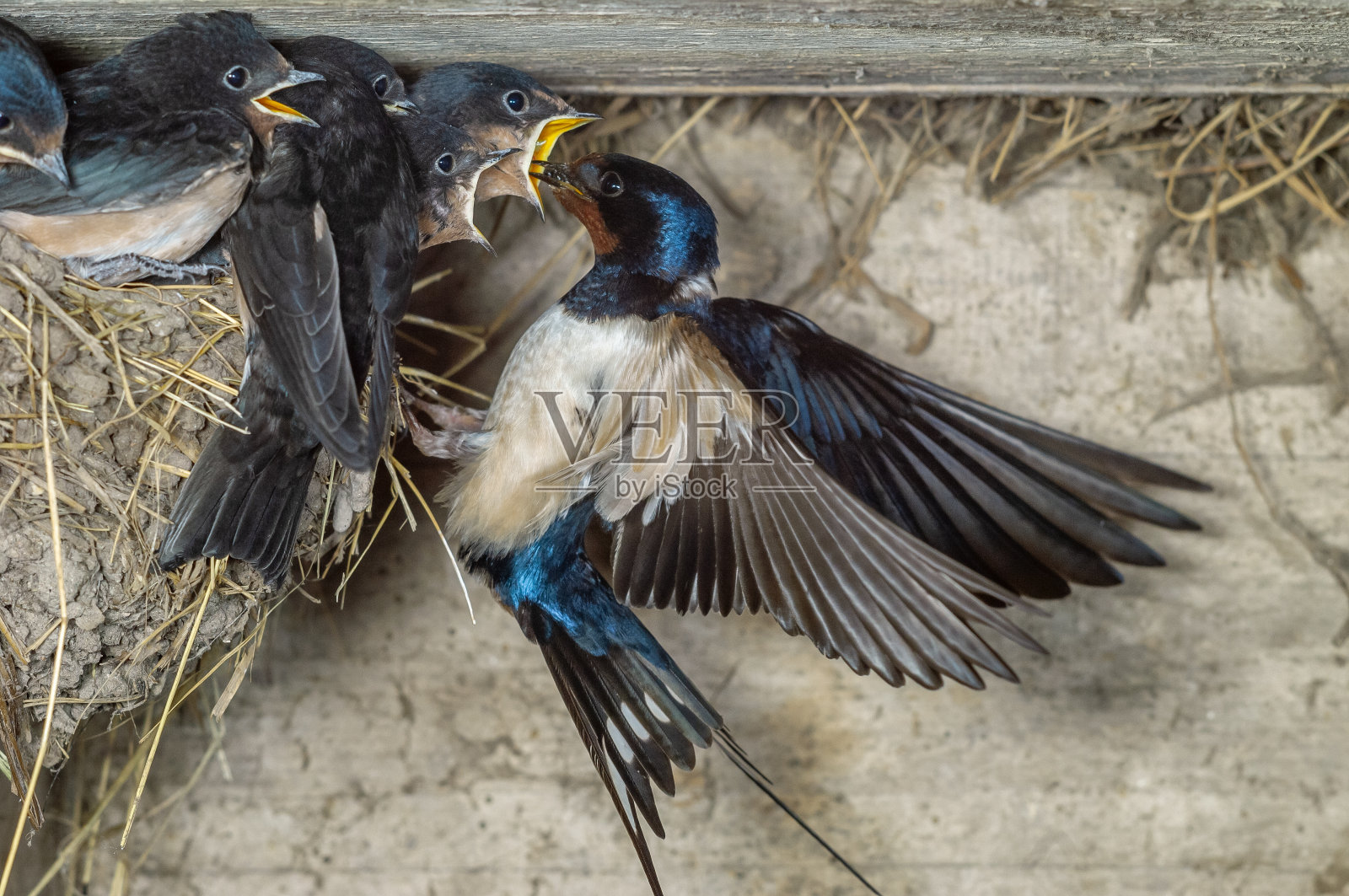在农场的巢里，小燕子正在给雏鸟喂食。照片摄影图片