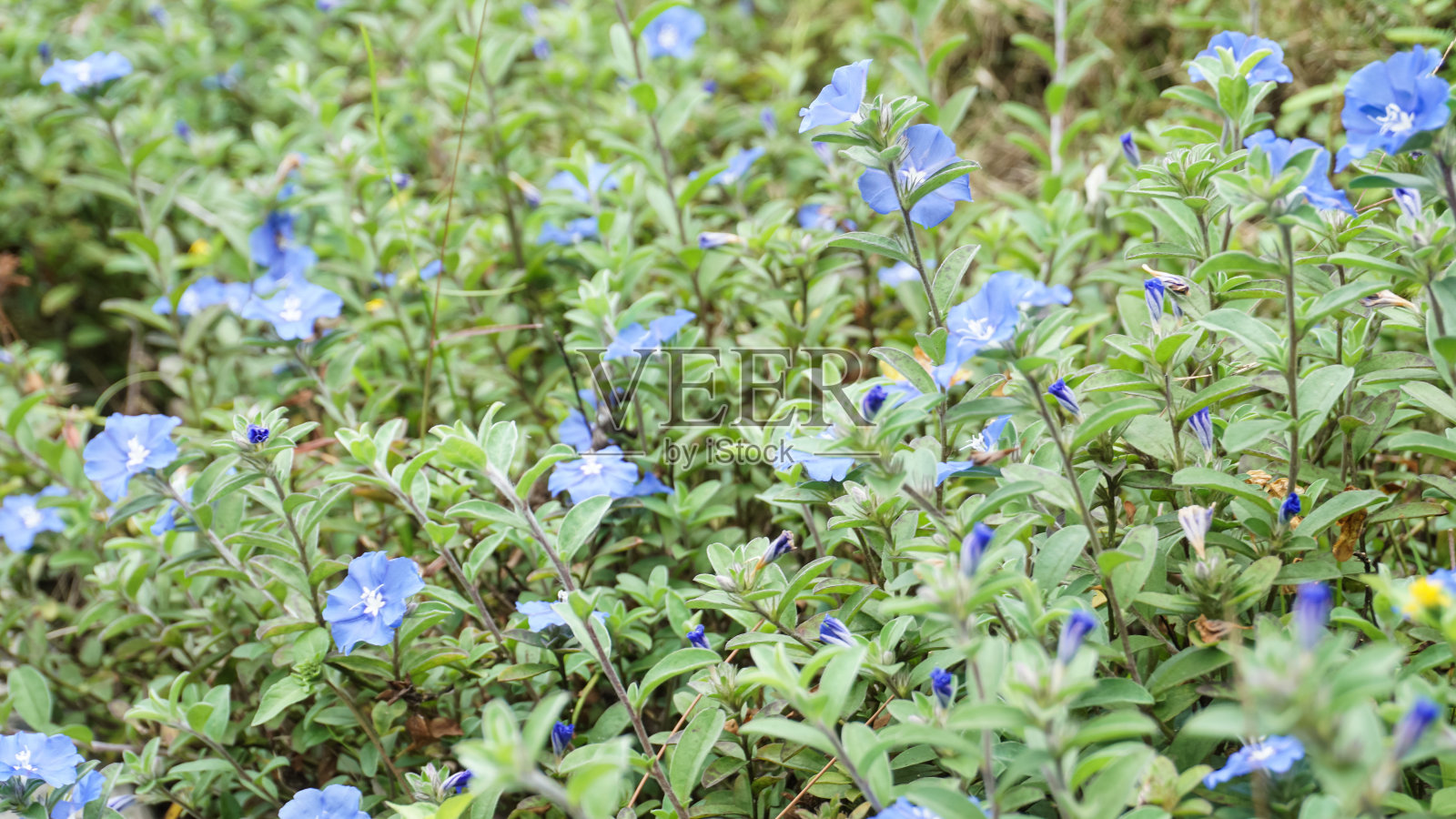 浅蓝色的花，演化的小球或蓝色我的心照片摄影图片