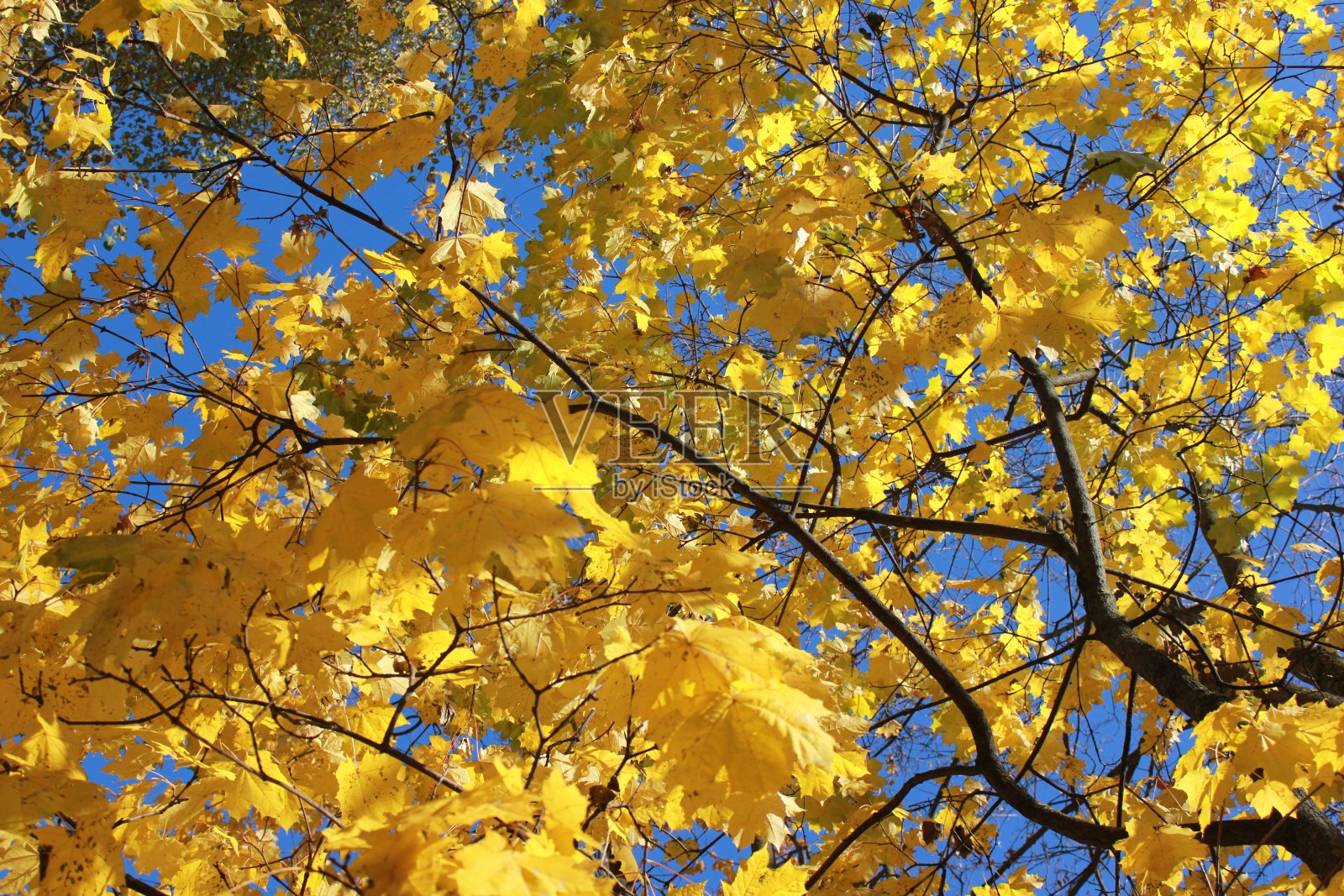 印度夏天照片摄影图片