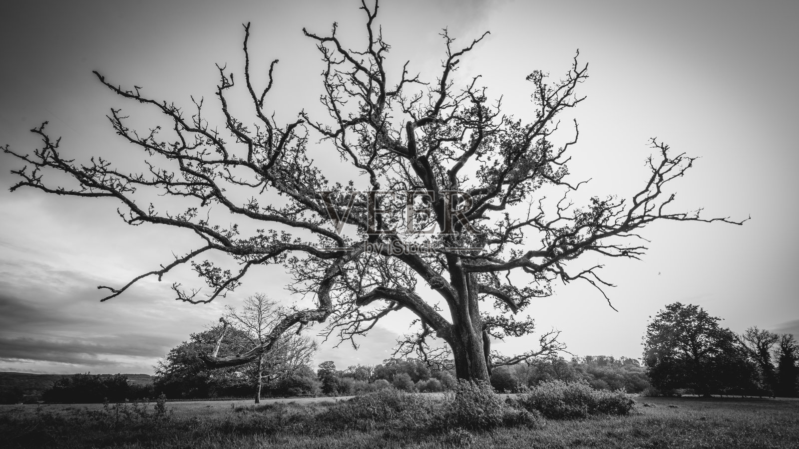 Llandilo的倚树照片摄影图片
