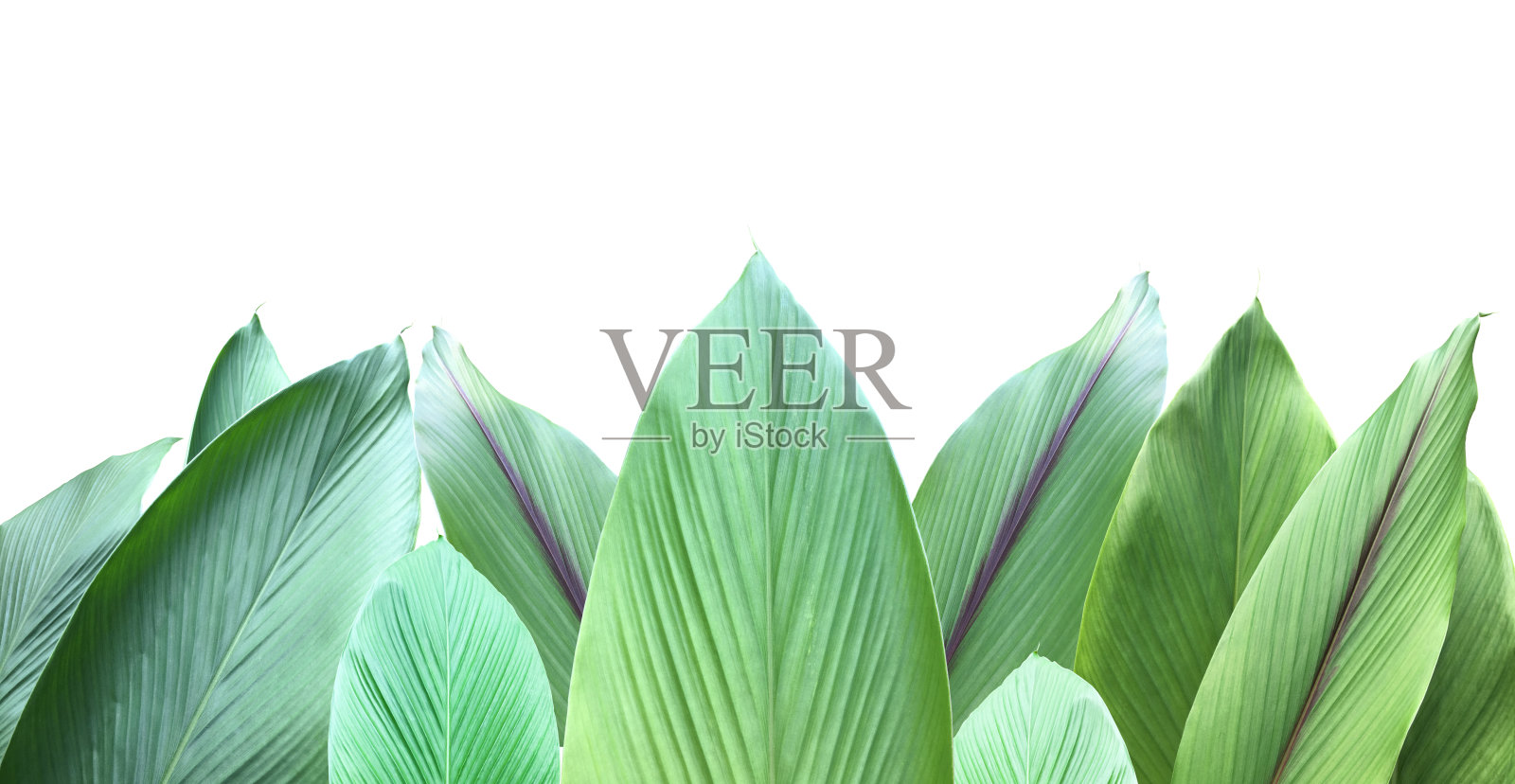 姜黄叶照片摄影图片