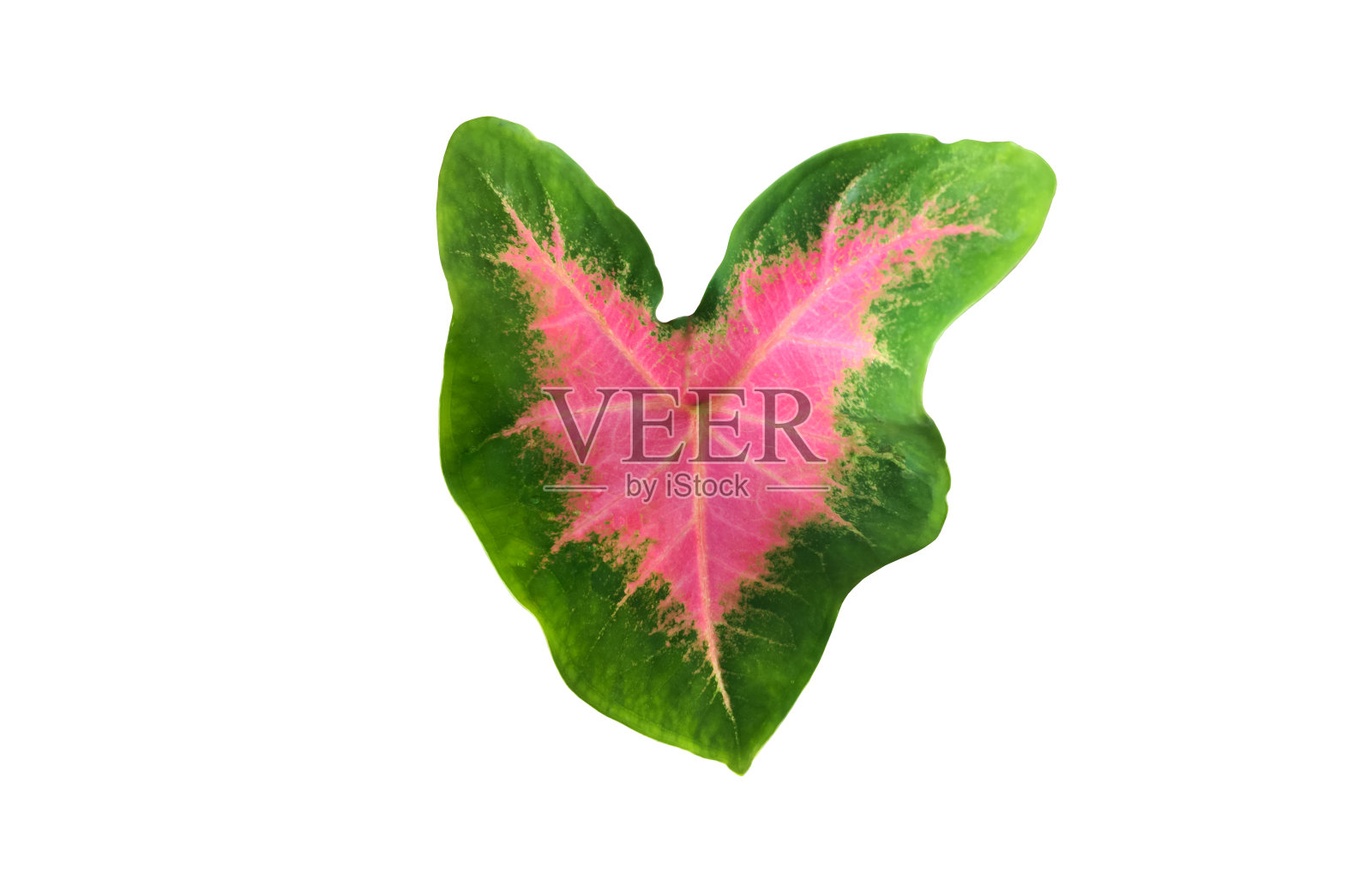 Alocasia Caladium叶照片摄影图片