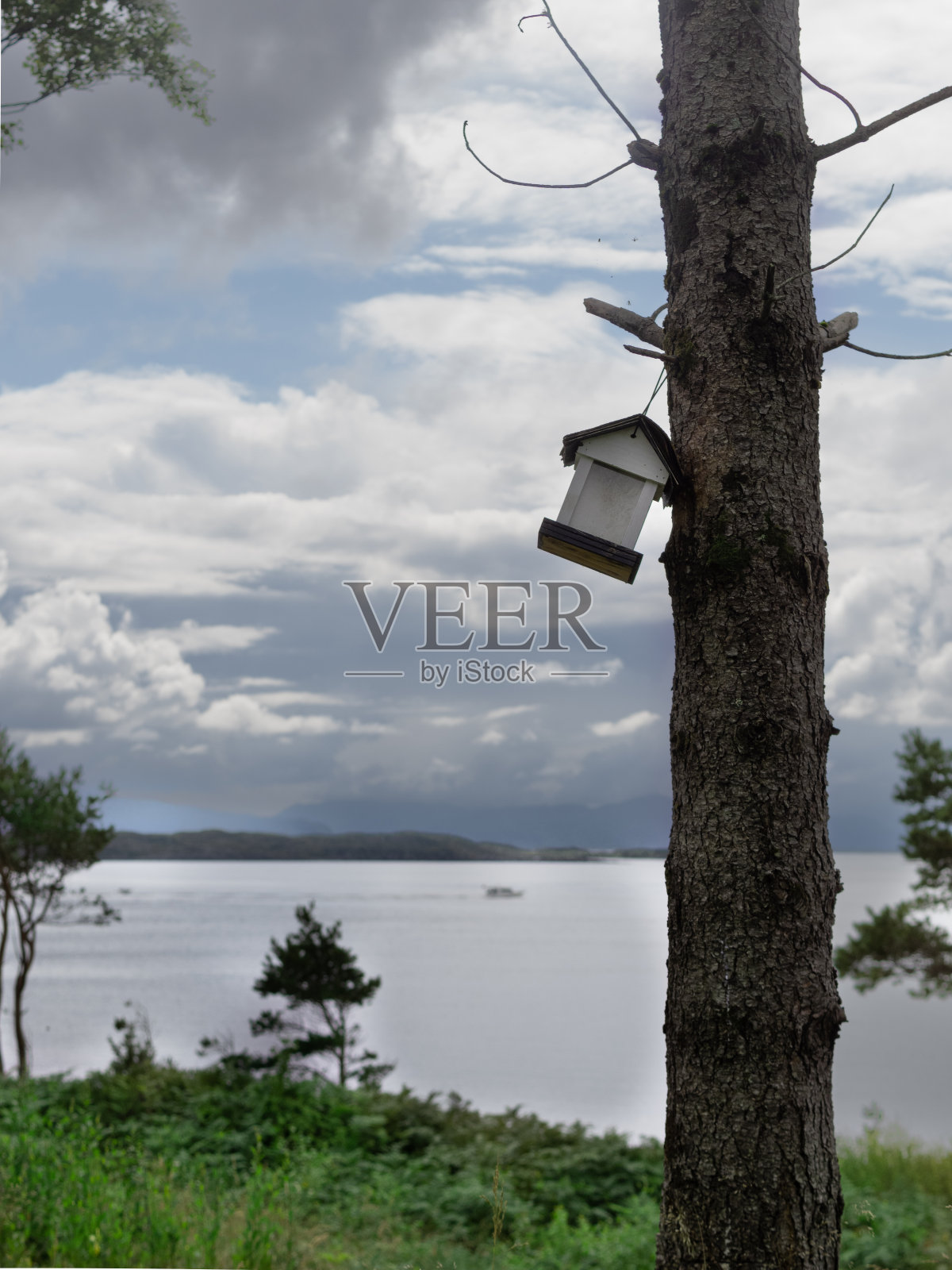 白色的鸟屋挂在森林的一棵树上，背景是大海。大自然。照片摄影图片