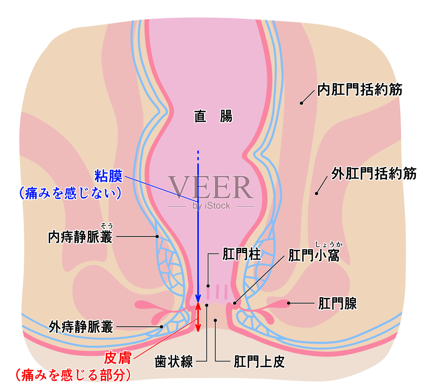 一个健康肛门区域的简单插图插画图片素材