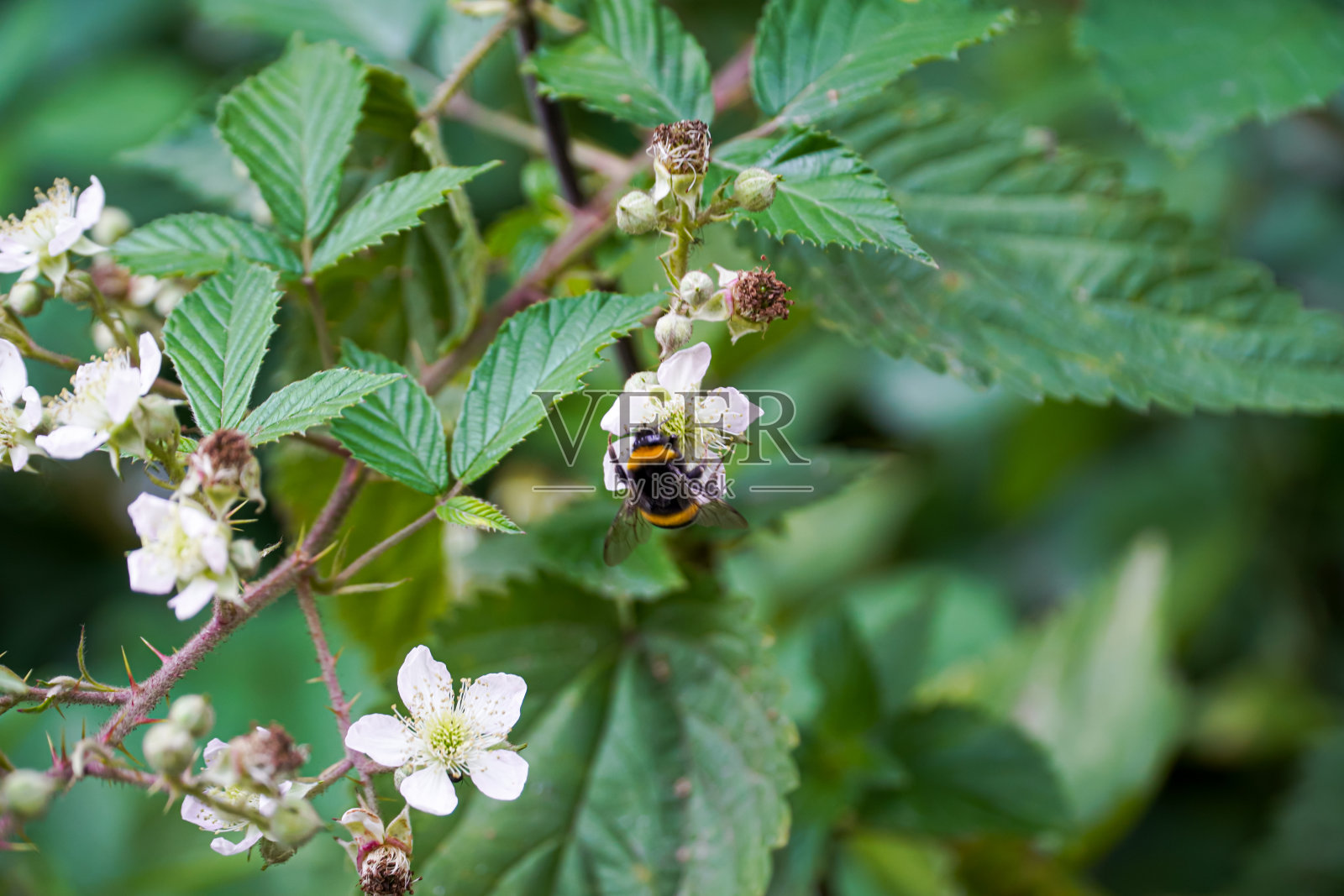 大黄蜂从一朵黑莓花上收集花粉，昆虫享受着花蜜，大黄蜂的屁股在花里照片摄影图片