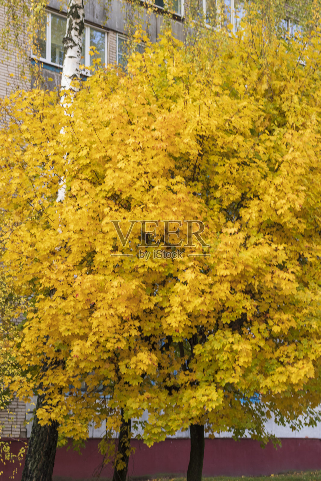 五彩缤纷的秋天树木的照片。自然照片摄影图片