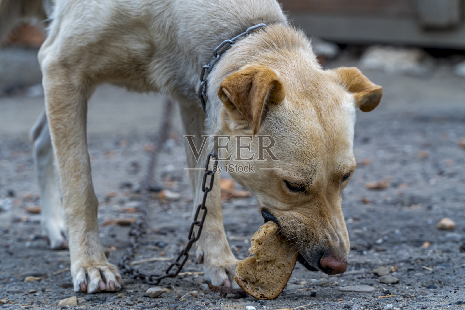 饥饿的狗吃面包，狗拴在链子上，动物保护，虐待动物的概念，悲伤的狗拴在皮带上照片摄影图片