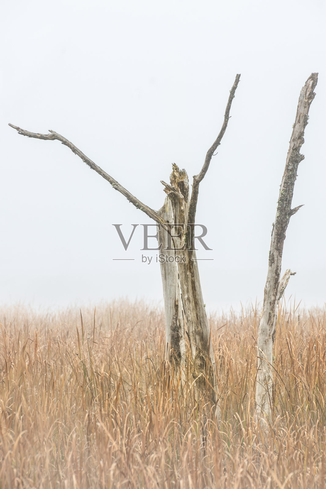 河口的孤树照片摄影图片